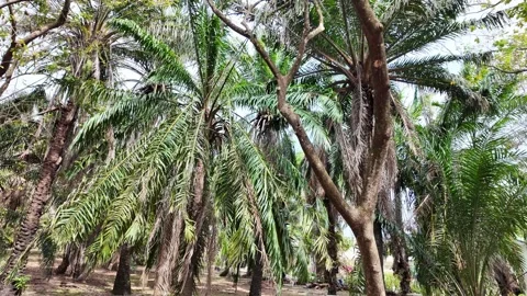 Palm trees and trees in a park in Asia Stock Footage 305985569
