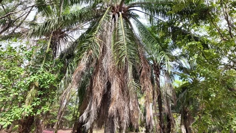 Palm trees and trees in a park in Asia Stock Footage 305986491