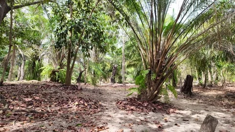 Palm trees and trees in a park in Asia Stock-Footage 305986900