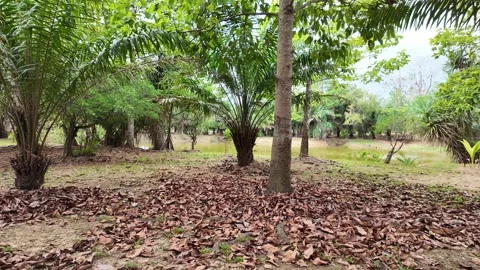 Palm trees and trees in a park in Asia Stock Footage 305987057