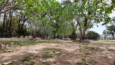 Palm trees and trees in a park in Asia Video stock 305987254