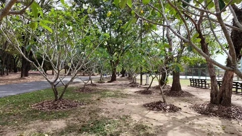 Palm trees and trees in a park in Asia Stock-Footage 305987280