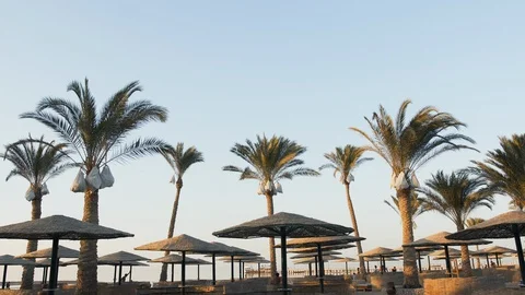Palm trees and umbrellas at sunset on a beautiful summer evening Stock Footage 129195355