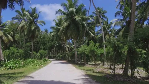 Palm Trees And Vanilla Plants On Exotic Island, La Digue, Seychelles Stock Footage
