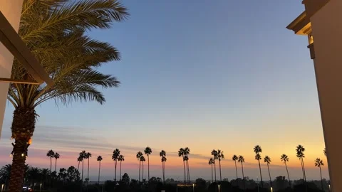 Palm trees and warm sunset light in Newport Beach Stock Footage 326071996