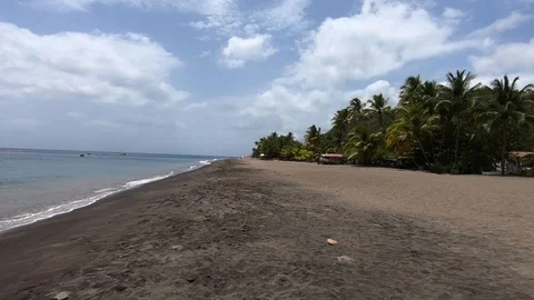 Palm Trees and Waves on Black Sand Beach Video stock 94839125