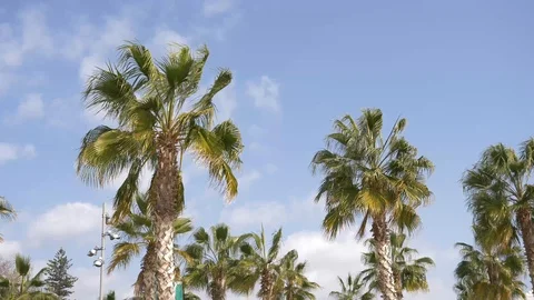 Palm trees and wind moving it. Stock Footage 103578306