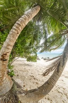 Palm trees in Anse Citron Stock Photos