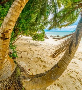 Palm trees in Anse Citron Stock Photos