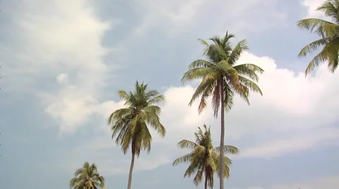 Palm Trees on Ao Loh Da Lam Beach Stock Footage 38613321