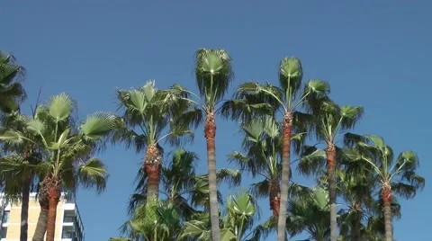 Palm trees apartments deep blue sky movement swaying Stock Footage 48604342