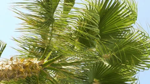 Palm trees are moving in the wind Stock Footage 91187494