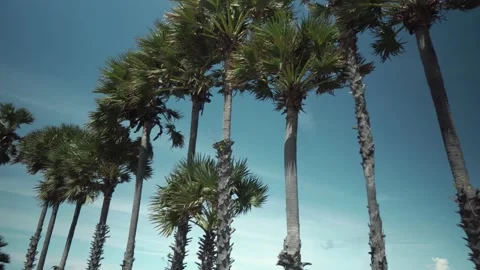 Palm trees are in a row, against the blue sky Stock Footage 159329121