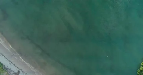 Palm trees are scattered on the beach Stock Footage 165659400