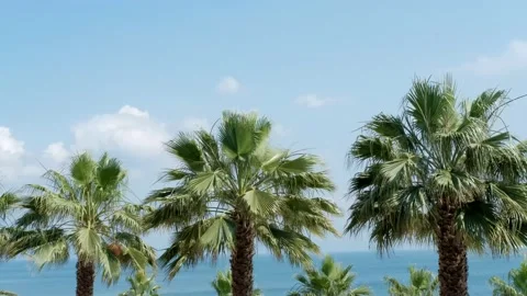 Palm trees are swinging with wind Stock Footage 158536497