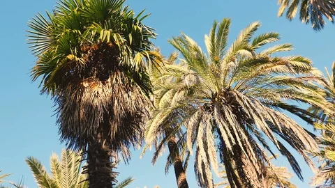 Palm trees are windy on the seashore in winter, retro style. Stock Footage 123485105