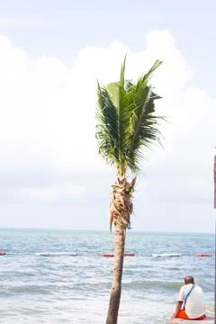 Palm trees ashore Stock Photos