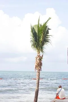 Palm trees ashore Stock Photos