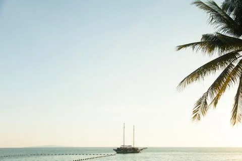 Palm trees ashore Stock Photos