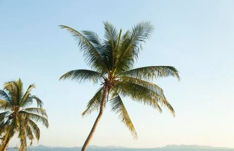 Palm trees ashore Stock Photos