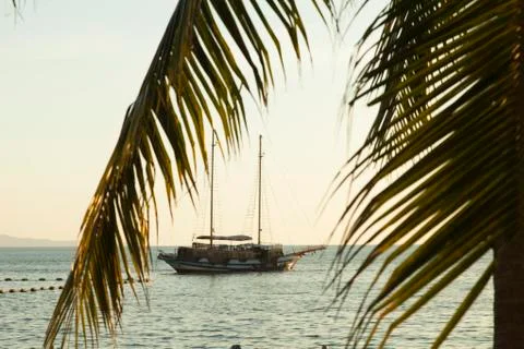Palm trees ashore Stock Photos