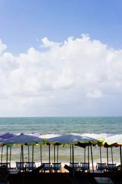 Palm trees ashore Stock Photos