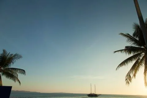Palm trees ashore Stock Photos