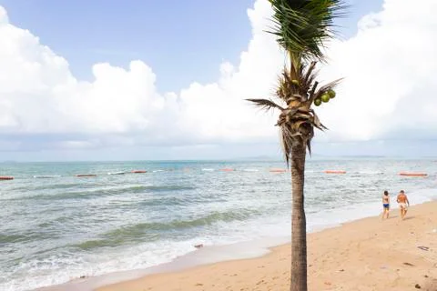 Palm trees ashore Stock Photos