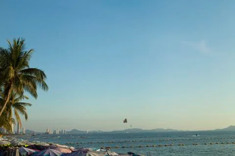 Palm trees ashore Stock Photos