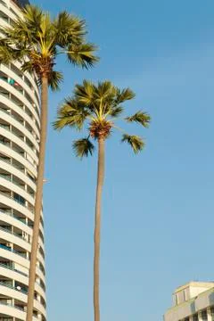 Palm trees ashore Stock Photos