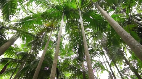 Palm trees in an Australian rain forest Stock Footage 47946062