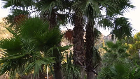 Palm Trees With Back Mountain View. Видео 139007127