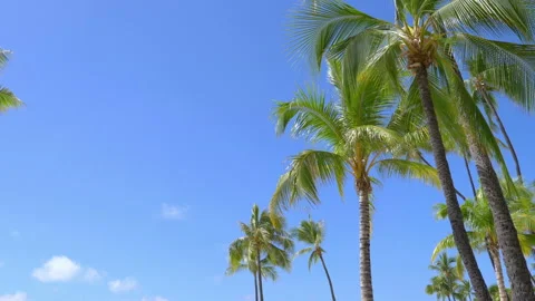 Palm trees background in 4k slow motion 60fps Stock Footage 133789065