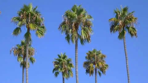 Palm trees background in 4k slow motion 60fps Stock Footage 232930324