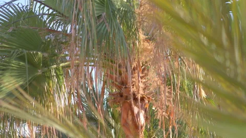 Palm trees background in 4k slow motion 60fps Stock Footage 233287757
