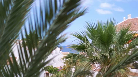 Palm trees background in 4k slow motion 60fps Stock-Footage 236910776