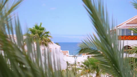 Palm trees background in 4k slow motion 60fps Stock Footage 236910893