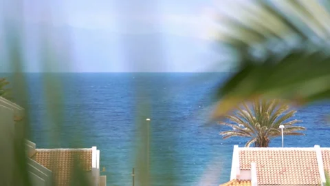 Palm trees background in 4k slow motion 60fps Stock Footage 236911517