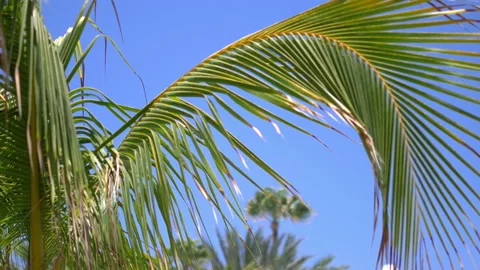 Palm trees background in 4k slow motion 60fps Stock Footage 236915431
