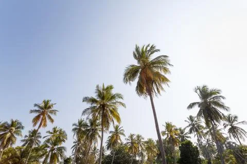 Palm trees on background beach. Stock Photos