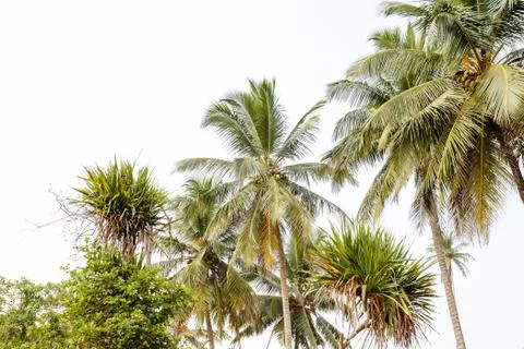 Palm trees on background beach. Stock Photos
