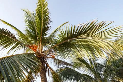 Palm trees on background beach. Stock Photos