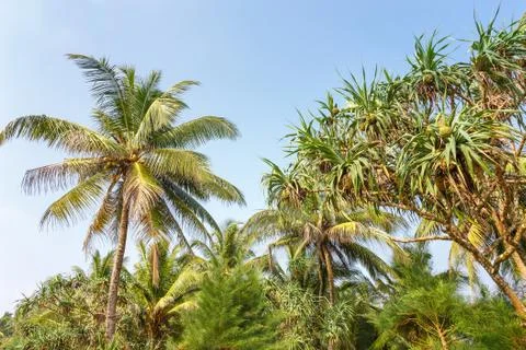 Palm trees on background beach. Stock Photos