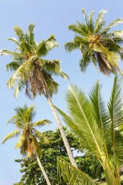 Palm trees on background beach. Stock Photos