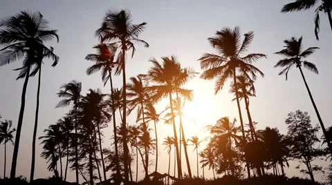 Palm trees on the background of a beautiful sunset Video stock 52633317