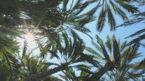 Palm trees on a background of the blue sky. Huge leaves flutter delicately in Stock Footage 160415620