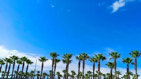 Palm trees on a background of blue sky on a sunny day. Beautiful tropical Foto stock