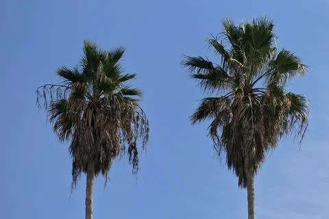 Palm trees on a background of blue sky Foto stock