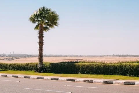 Palm trees on the background of the city Stock Photos
