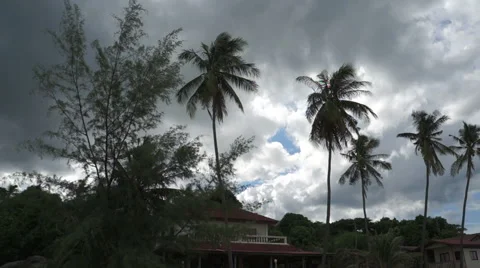 Palm trees on a background of the cloudy sky Stock Footage 43258360